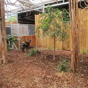 Ngyuwe - Yellow-backed duiker indoors