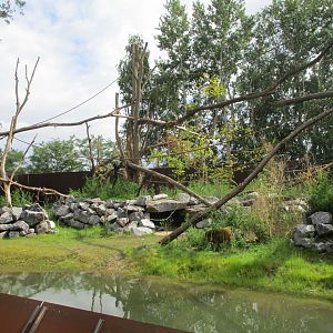 Ngyuwe - Drill, guenon and river hog enclosure