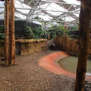Ngyuwe - Pygmy hippo indoors