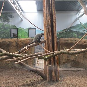 Ngyuwe - Drill, guenon and river hog indoors