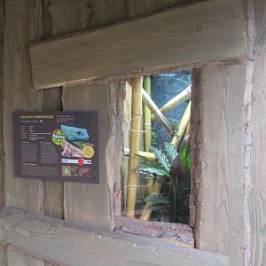 Ngyuwe - Gecko terrarium