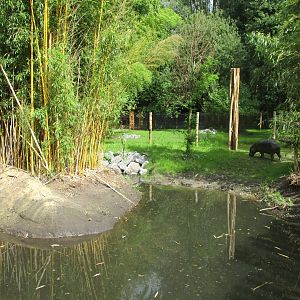 Ngyuwe - Pygmy hippo enclosure