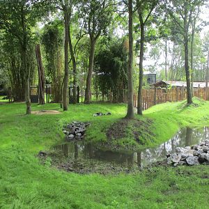 Ngyuwe - Pygmy hippo enclosure