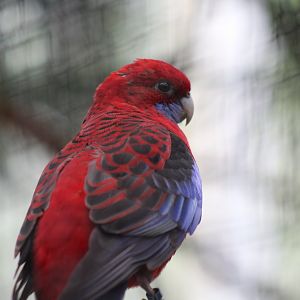 Crimson Rosella