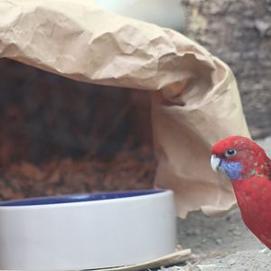 Crimson Rosella deciding the Bettong needs to be awake.