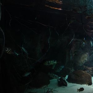 Aquarium: Panorama-becken (species list in comments)