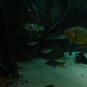 Aquarium: Panorama-becken (species list in comments)