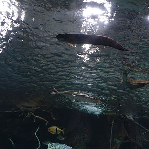 Aquarium: Panorama-becken (species list in comments)