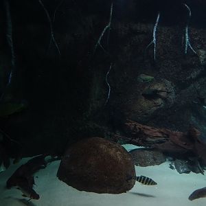 Aquarium: Panorama-becken (species list in comments)