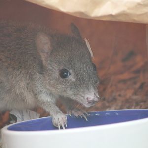 Brush-Tailed Bettong