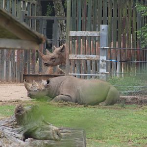 Black Rhino Introduction