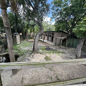 July 2025 - Asia - Lowland Anoa Enclosure