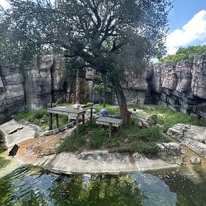 July 2025 - Asia - Tiger Enclosure (Empty)
