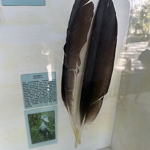 July 2025 - Shoebill Feathers