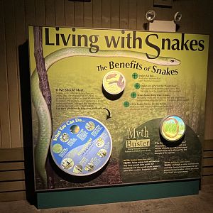 Living with Snakes Display