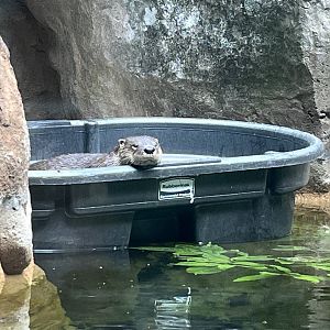 River Otter