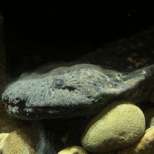Hellbender