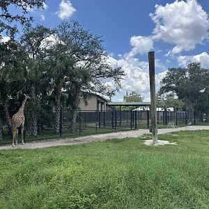 July 2025 - Africa - Giraffe Enclosure with New Barn