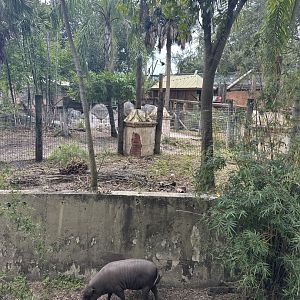 July 2025 - Asia - Babirusa Overview