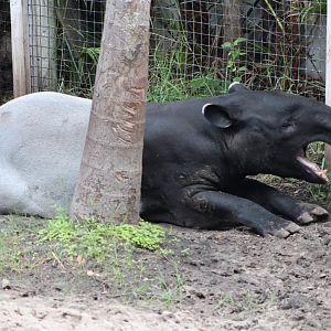 Malayan Tapir (Tapirus indicus)
