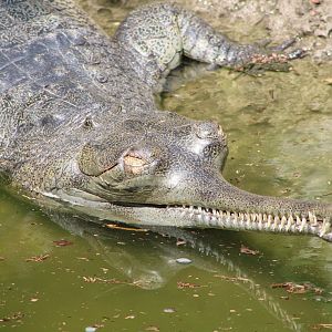 Gharial (Gavialis gangeticus)
