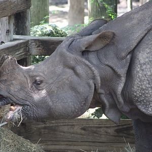 Indian Rhinoceros (Rhinoceros unicornis)