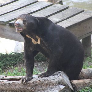 Kacey the Malayan Sun Bear (H. m. malayanus)
