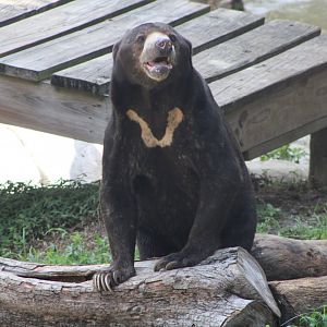 Kacey the Malayan Sun Bear (H. m. malayanus)