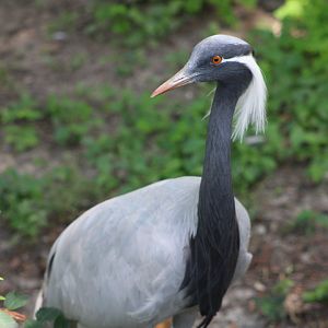 Demoiselle Crane (Grus virgo)