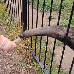 Diego The Giant Anteater, Wild Discovery, 2 August 2025