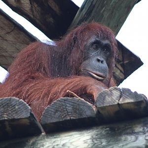 Bornean Orangutan (Pongo pygmaeus)