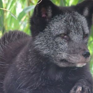 Arctic Fox Heidi, Wild Discovery, 2 August 2025