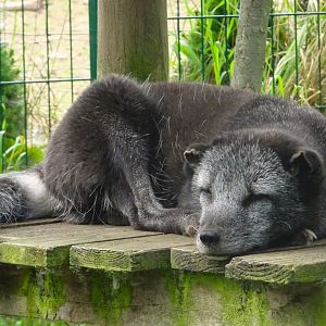 Arctic Fox Hamish, Wild Discovery, 2 August 2025