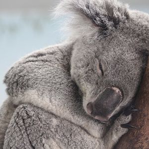 Queensland Koala (P. c. adustus)