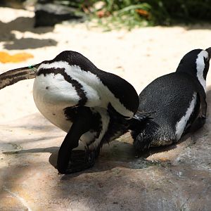 African Penguins (Spheniscus demersus)