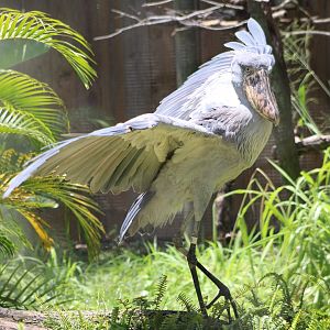 Zero the Shoebill (Balaeniceps rex)