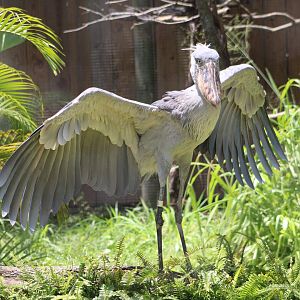 Zero the Shoebill (Balaeniceps rex)