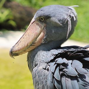 Ladybill the Shoebill (Balaeniceps rex)