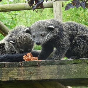 Binturong youngsters, Wild Discovery, 2 August 2025