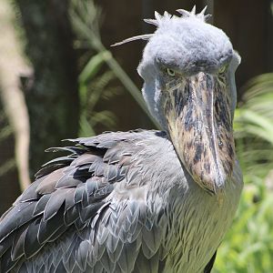 Zero the Shoebill (Balaeniceps rex)