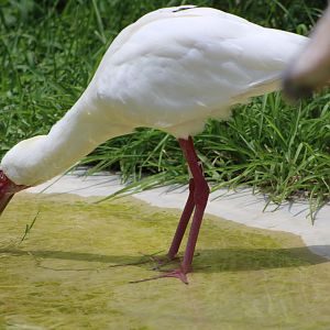 African Spoonbill (Platalea alba)