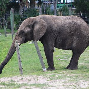 African Bush Elephant (Loxodonta africana)