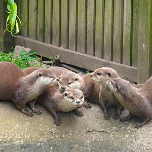 Asian short clawed otters, Wild Discovery, 2 August 2025
