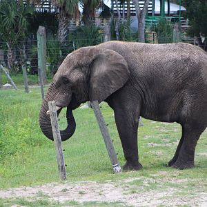 African Bush Elephant (Loxodonta africana)