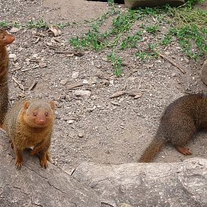 Dwarf Mongoose, Wild Discovery, 2 August 2025