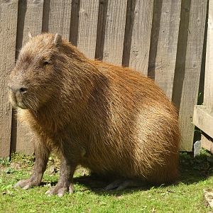 Capybara, Wild Discovery, 2 August 2025