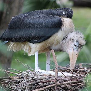Juvenile Marabou Stork (L. crumenifer)