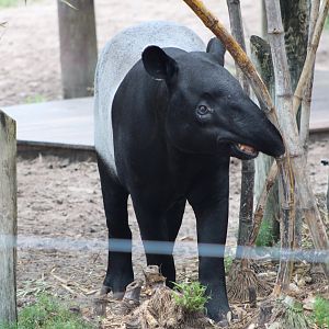 Malayan Tapir (Tapirus indicus)