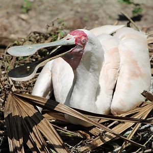 Nesting African Spoonbill (Platalea alba)