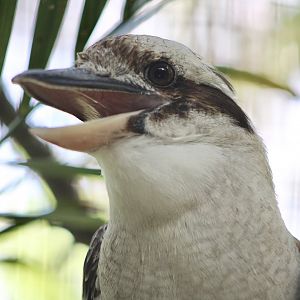 Laughing Kookaburra (Dacelo novaeguineae)